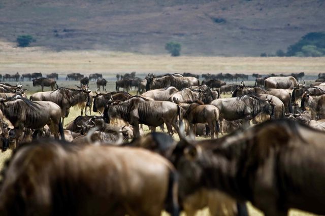 Wilde dieren in Kenia