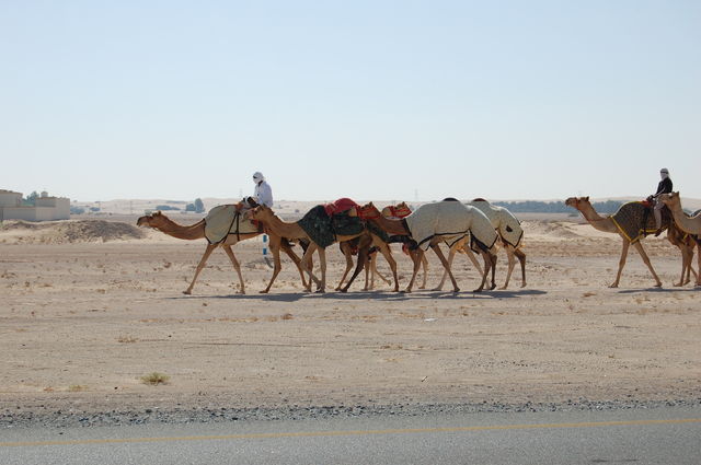 fotoalbum_dubai_kamelen_weg