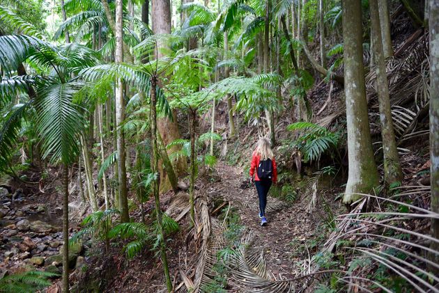 Een klein voorproefje: hiken in Australische regenwouden