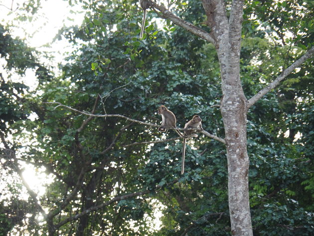 Twee makaken houden de omgeving nauwlettend in de gaten vanaf een tak hoog in een boom.