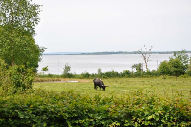 Uitzicht op de dieren en de natuur