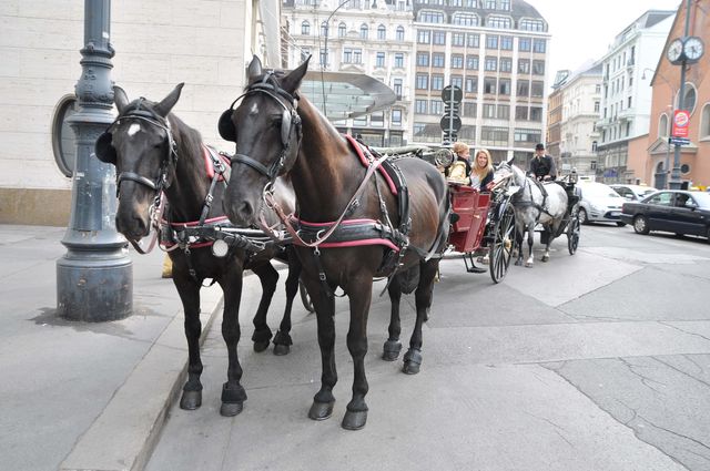 Met paard en wagen door de straten van Wenen