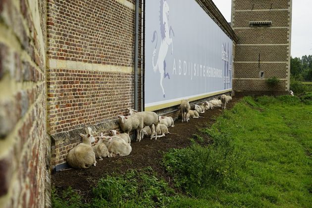 Nog niet eerder gezien, schapen die schuilen voor de regen