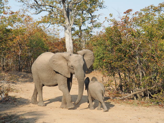 Olifanten spotten in Addo Elephant National Park