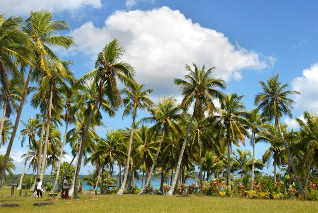 palmbomen_nieuw_caledonie