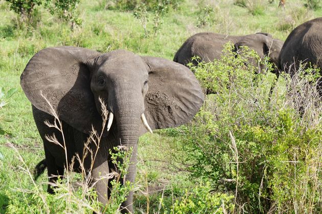 Wat zijn olifanten toch schitterende dieren