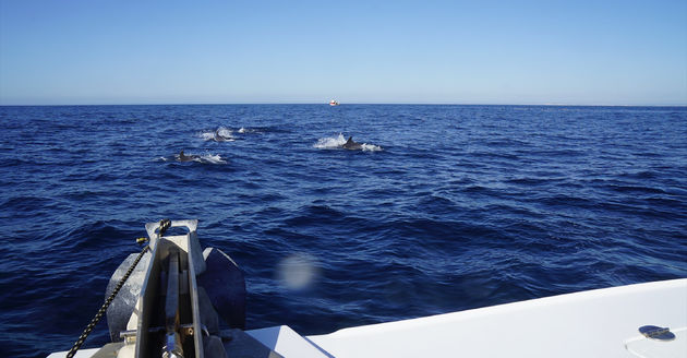 Dolfijnen zwemmen achter onze boot aan, de natuur op haar mooist
