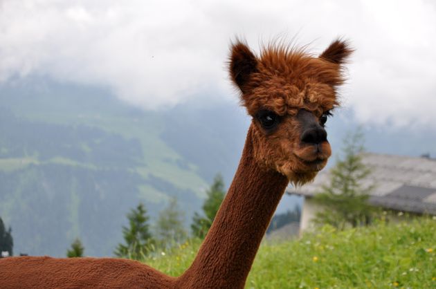 Je ziet er veel alpaca`s waarvan het wol wordt beschouwd als een van de beste wolsoorten ter wereld