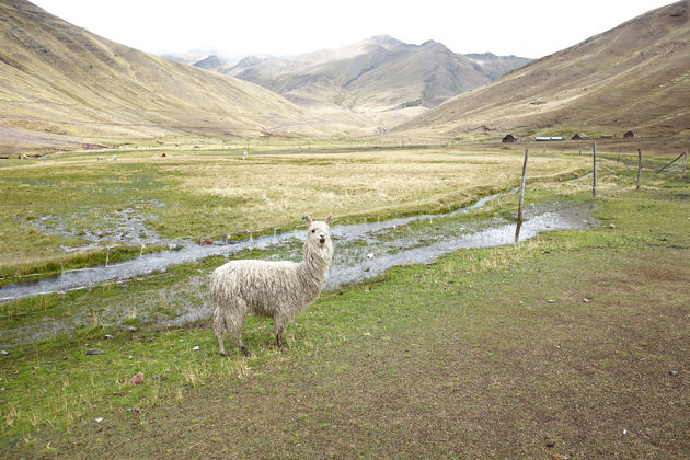 Overal in de groene vallei kom je lama\u2019s en alpaca\u2019s tegen
