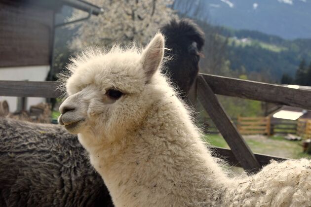 Zo leuk om te doen: wandelen met alpaca`s