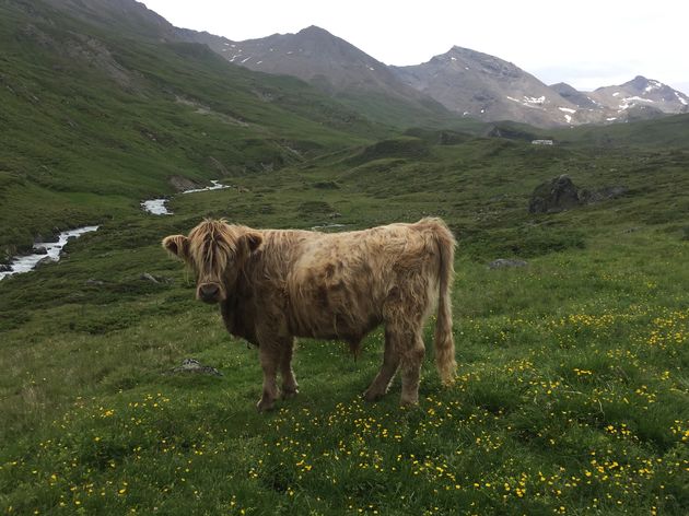 Alpenkoeien kom je regelmatig tegen in deze omgeving