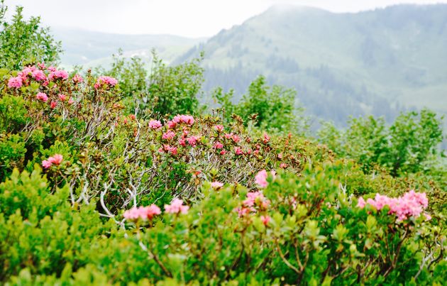 Alpenrozen in het Grosses Walsertal
