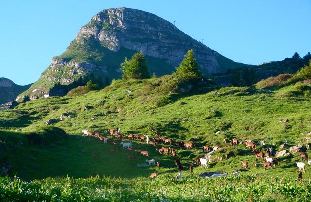 De geiten mogen de alpenweides op