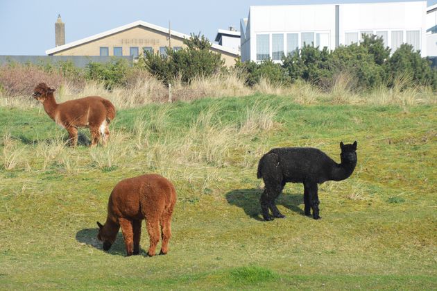 En zeg nou eerlijk, ze hebben de leukste huisdieren