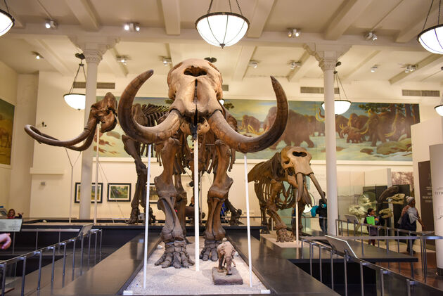 Een bezoek aan het American Museum of Natural History is een aanrader!