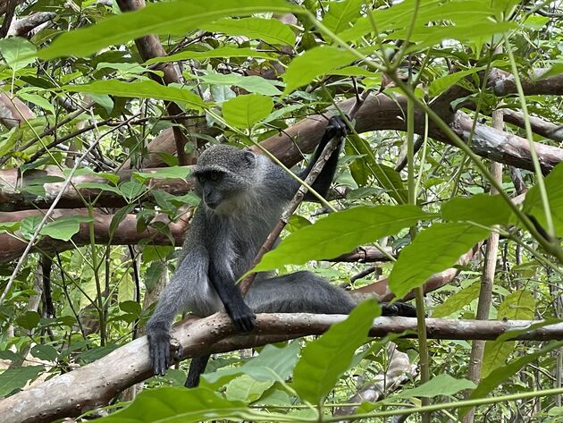 <em>Grote kans dat je ook deze aapjes tegenkomt tijdens een bezoek aan Jozani Forest.<\/em>