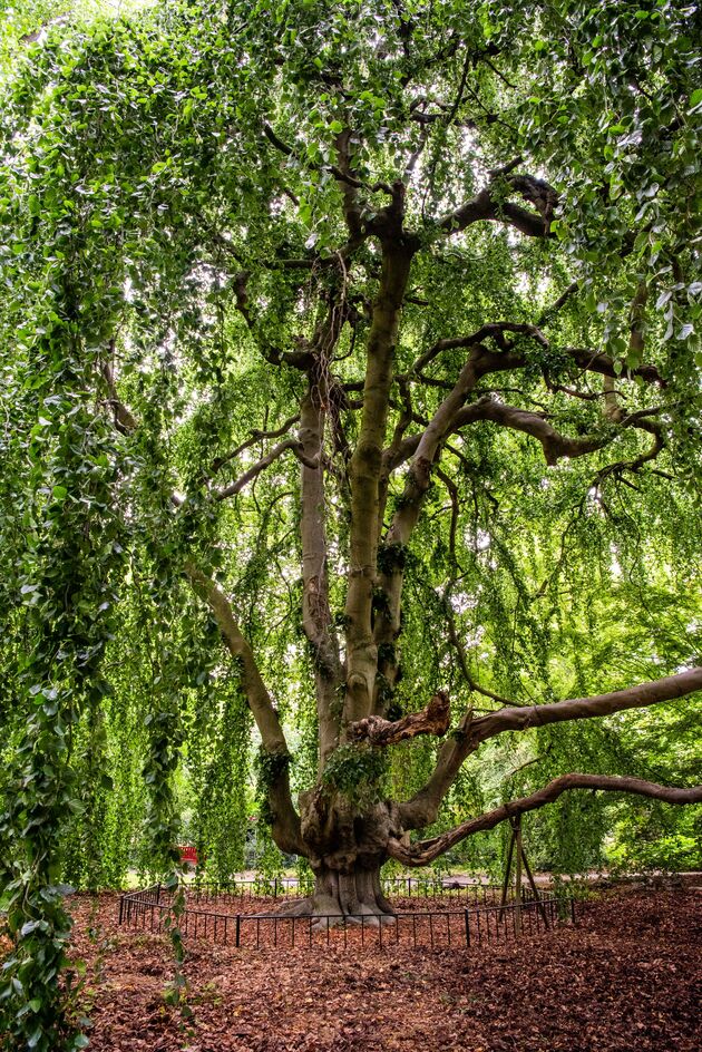 De prachtig treureik in het Arboretum