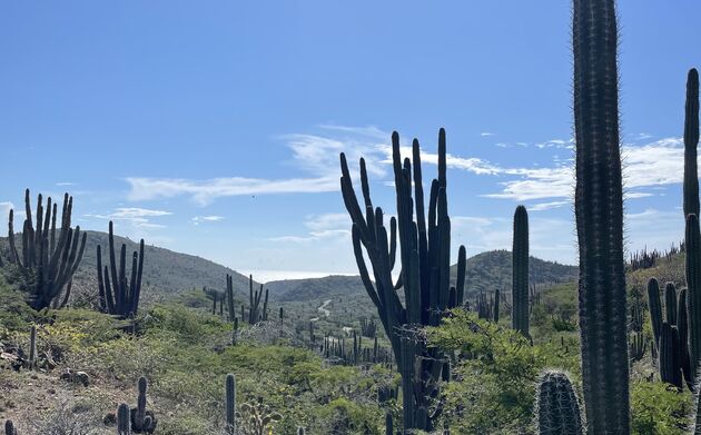 arikok-aruba-hiken.jpeg