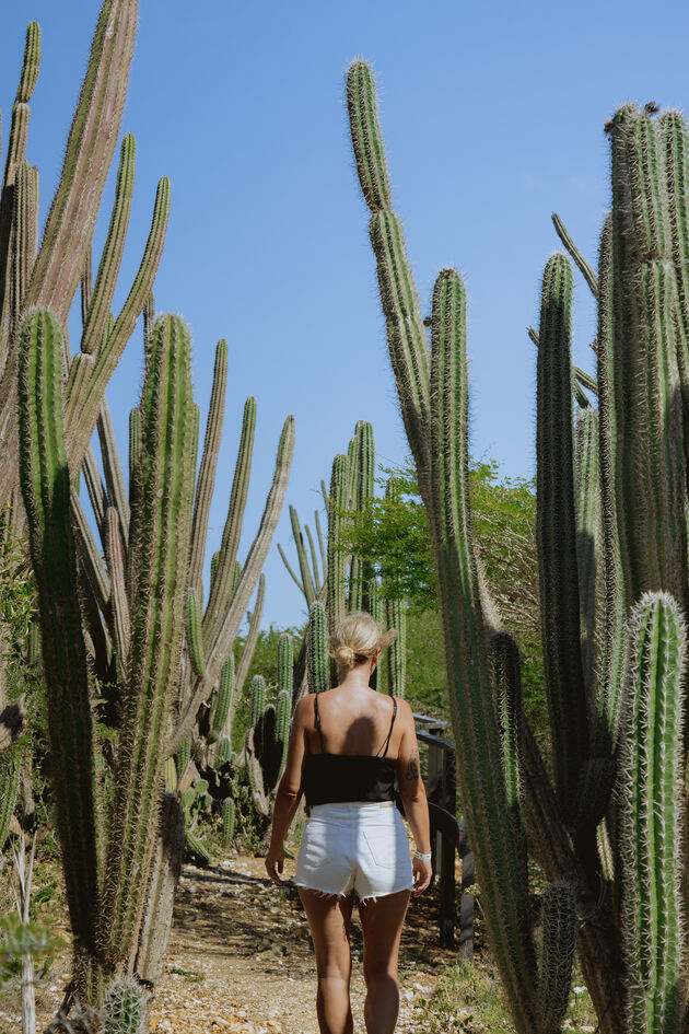 Wandelen tussen metershoge cactussen in Arikok Nationaal Park<em>Foto door <a href=\