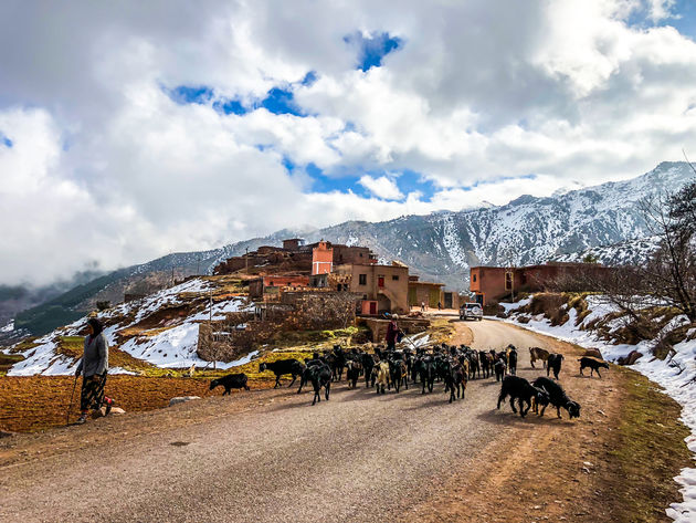 Marokkaanse Berbers trekken met hun kudde geiten van de ene plek naar de andere