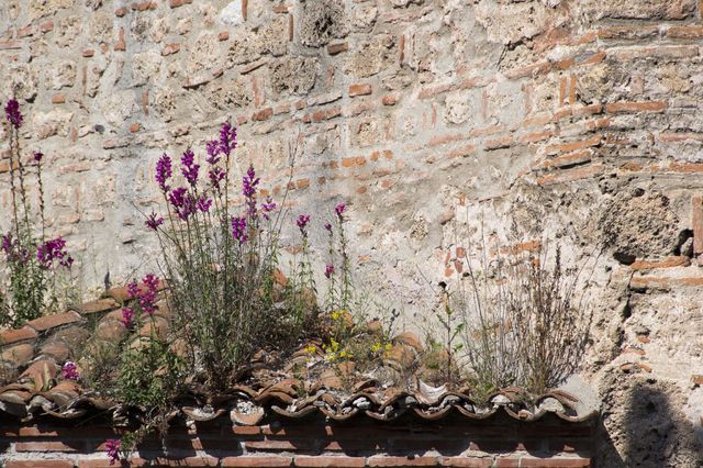 Bloemen op de daken van Thessaloniki