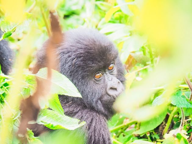baby-gorilla-close-up.jpeg