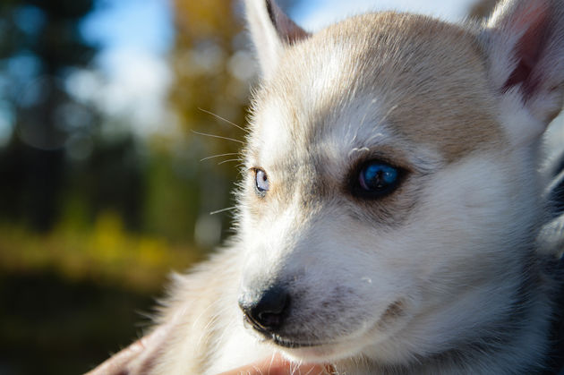 ...tot kleine, rustige maar vooral mega schattige puppy\u2019s.