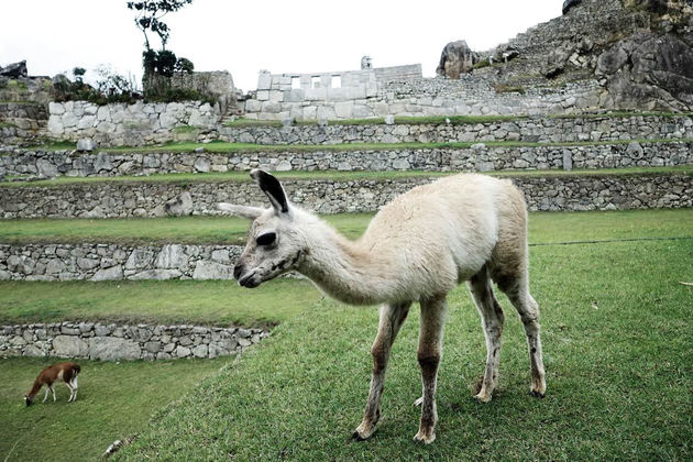 Een lieve baby lama