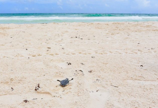 Dit babyschildpadje kroop voor mijn neus uit zijn ei, op weg naar de zee