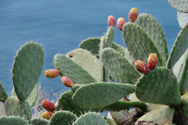 Bajtra wordt gemaakt van deze cactusvijgen \u00a9 giorgoskouvelis - Adobe Stock