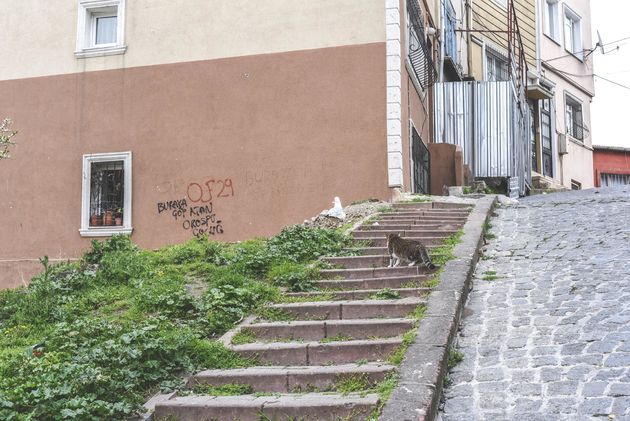 Het bewijs dat de katten van Istanbul goed te eten krijgen: het lukt ze niet om vogels te vangen