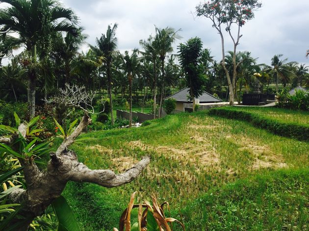 De rijstvelden rondom Ubud