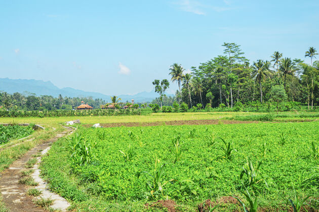 Bezoek een theeplantage in de omgeving van Bandung