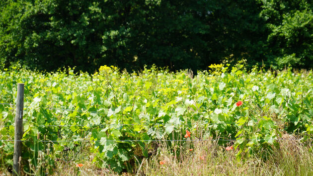 Biowijn is de nieuwe trend, dat betekent wijnranken waar de natuur zijn gang kan gaan