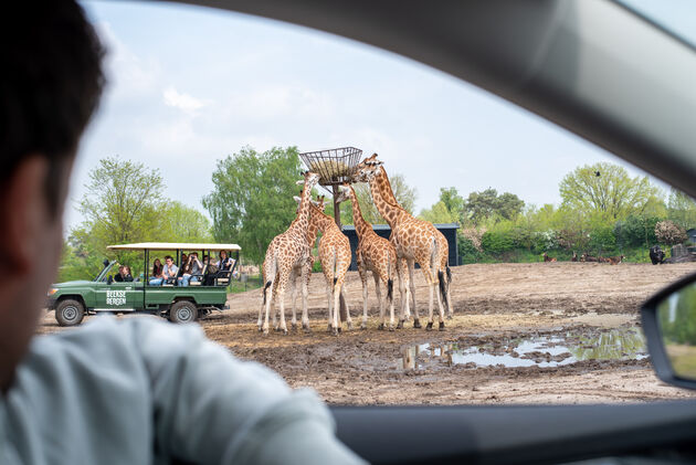 Het leukst van allemaal: nieuwsgierige giraffes die hun neus naar binnen willen steken