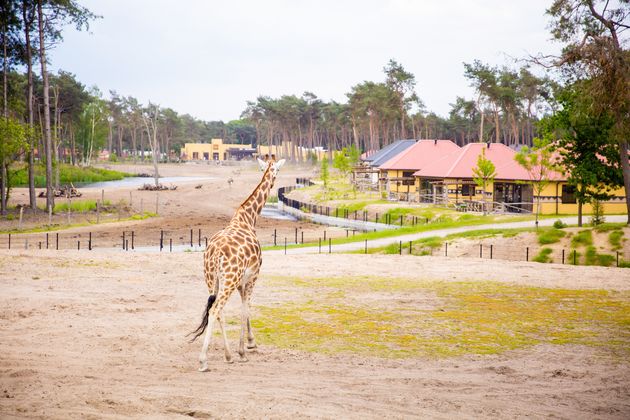 Je kunt er zelfs wakker worden tussen de wilde dieren door te verblijven in het Safari Resort