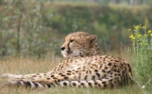beekse_bergen_safaripark_travelvalley.jpg
