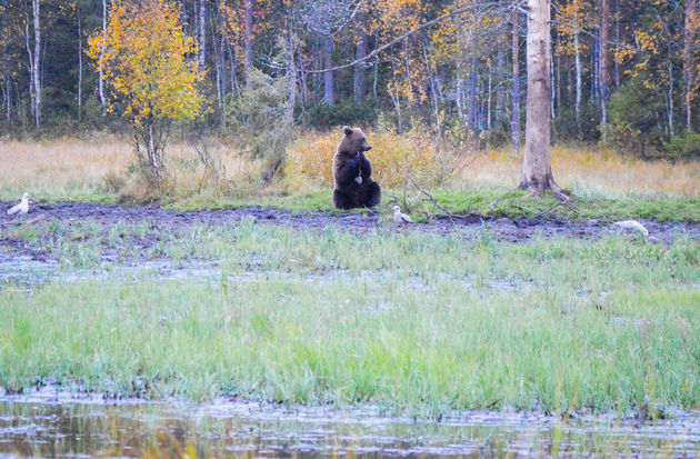 Het is zo tof om beren in het wild te spotten!