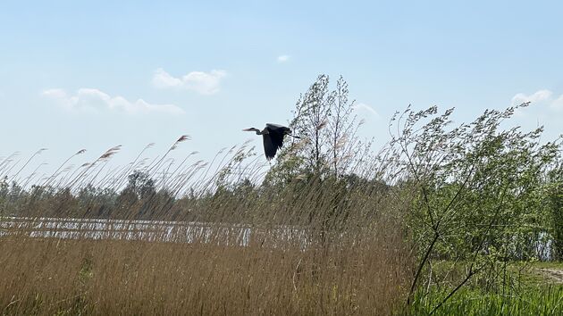 Een reiger in de Biesbosch