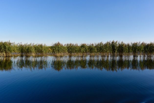 Biezen, waar de Biesbosch naar vernoemd is