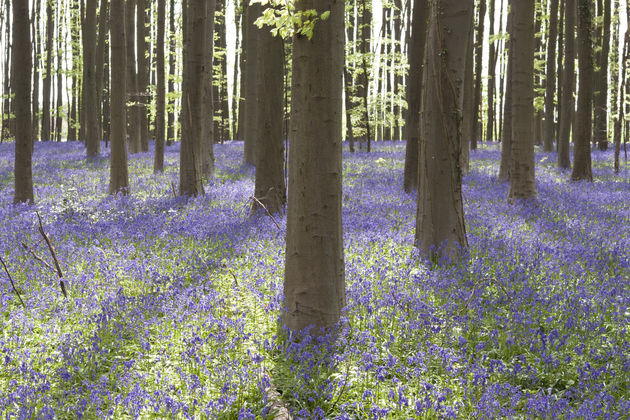 Duizenden blauwe hyacinten staan in bloei in het Hallerbos in Belgi\u00eb