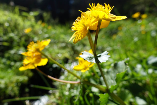 Deze mooie gele bloemen vind je overal