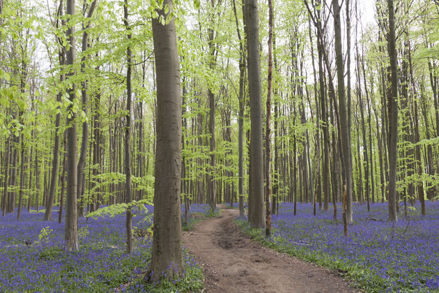 Het Hallerbos wordt ook wel `blue forest` genoemd, verwijzend naar de blauwe hyacinten