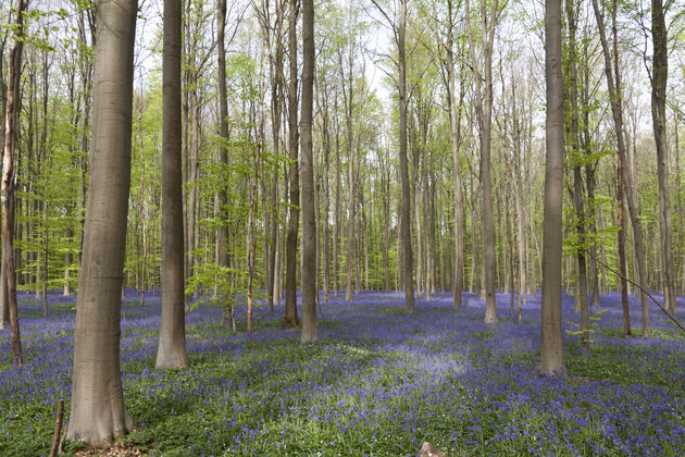 Sprookjesachtig mooi: `Blue Forest` Hallerbos