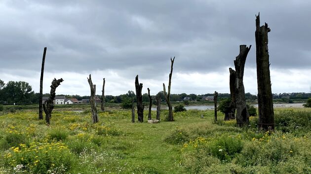 Bomencirkel WoodHenge bij Heers