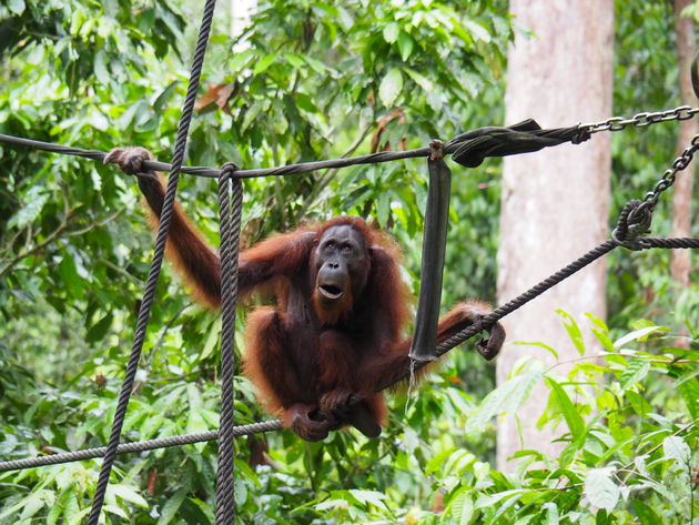 Breng een bezoek aan het Sepilok Orang-Oetan Rehabilitatiecentrum