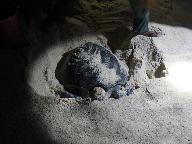 Zie zeeschildpadden broeden op Selingan Turtle Island