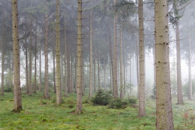 Foto`s krijgen een mysterieuze look door de mist