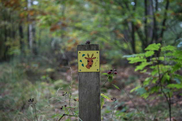 Volg de gele bordjes met een hert om het boswachterspad te lopen