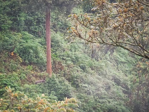 boszwijn-nyungwe-national-park-rwanda.jpeg